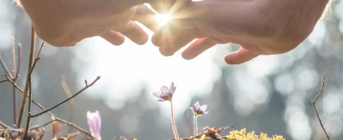 Two hands around a flower against the light